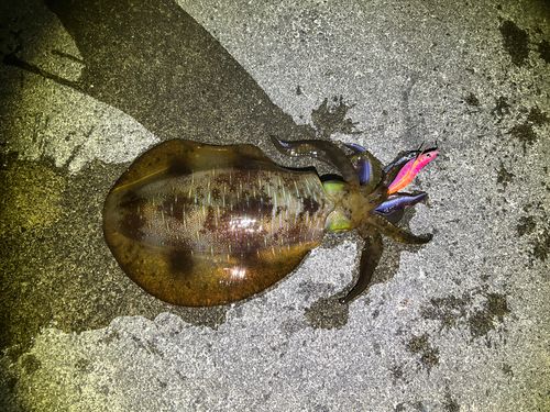 アオリイカの釣果