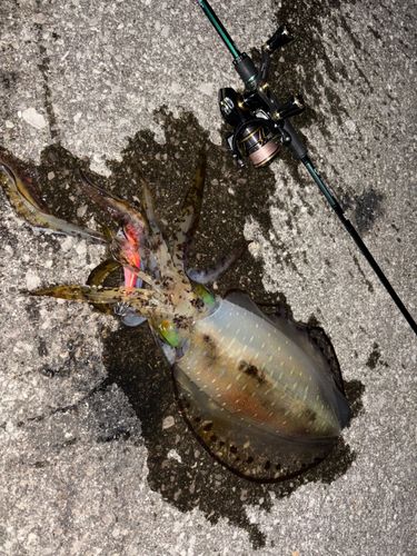アオリイカの釣果