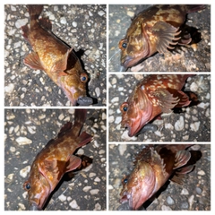 カサゴの釣果