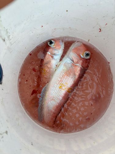 アカアマダイの釣果
