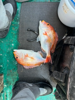 キダイの釣果