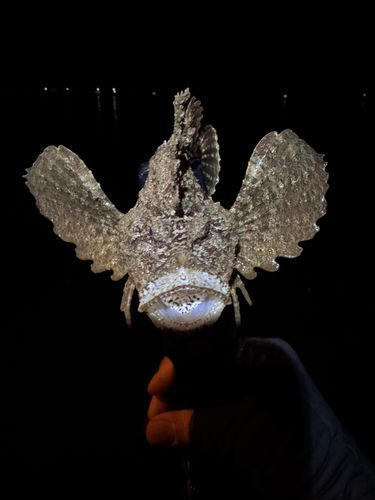 オニオコゼの釣果