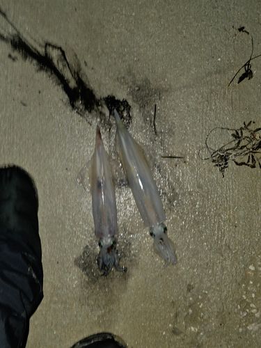 ヤリイカの釣果