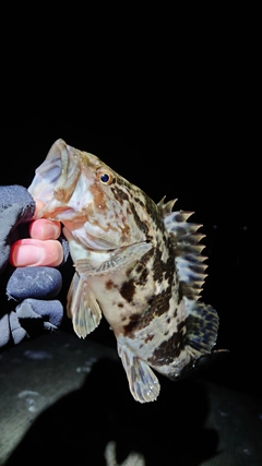 ベッコウゾイの釣果