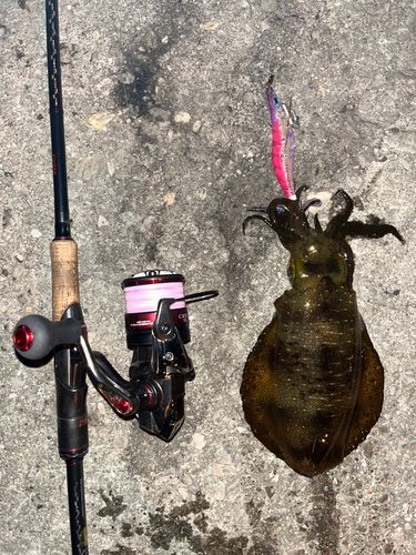アオリイカの釣果