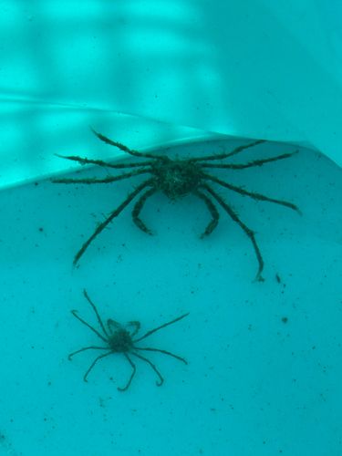 豊洲ぐるり公園