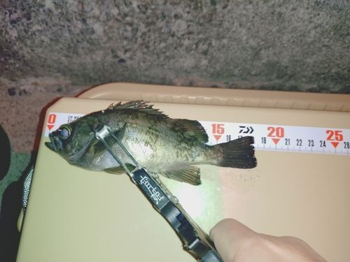 シロメバルの釣果