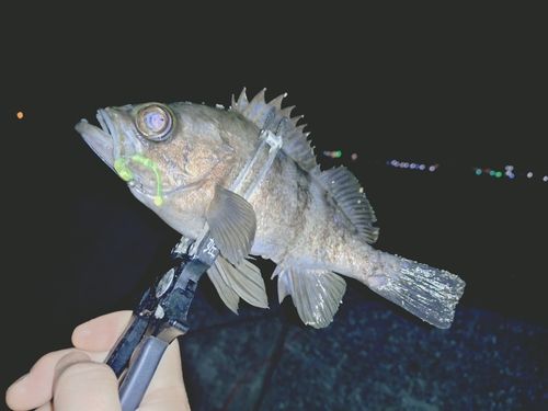 シロメバルの釣果