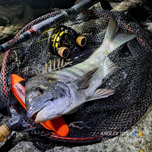 チヌの釣果