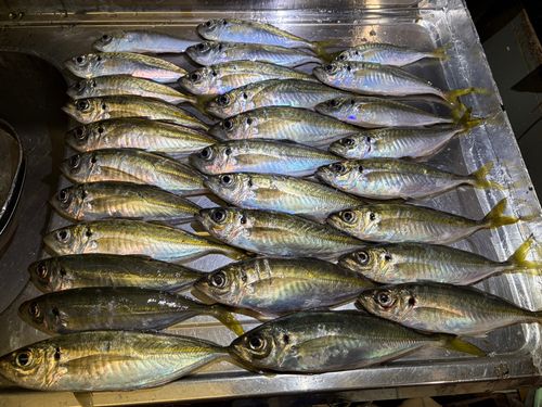 アジの釣果