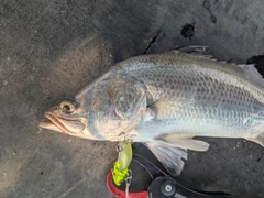 バラマンディの釣果