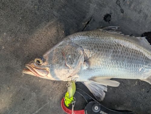 バラマンディの釣果