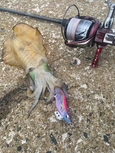 アオリイカの釣果