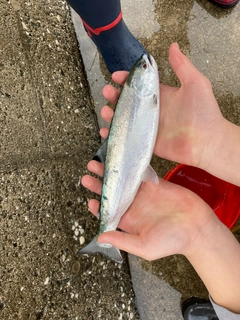 ギンザケの釣果