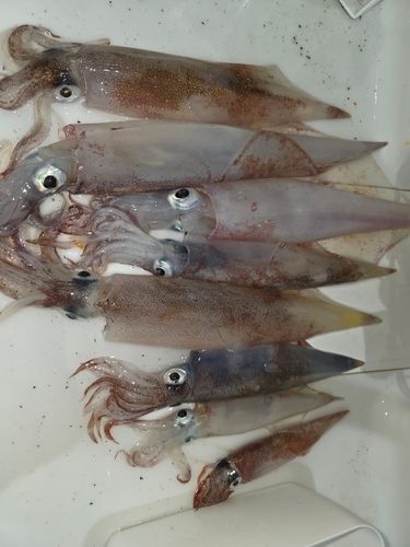 ヤリイカの釣果