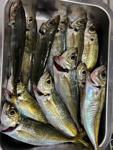 アジの釣果