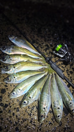 アジの釣果