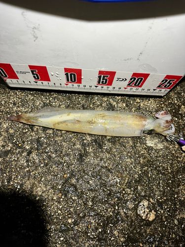 ヤリイカの釣果