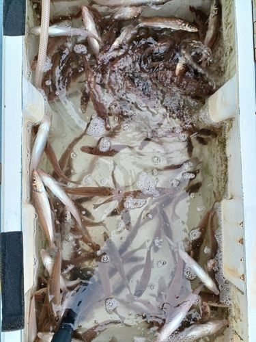 シロギスの釣果