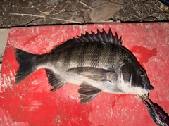 クロダイの釣果