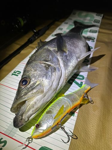 シーバスの釣果