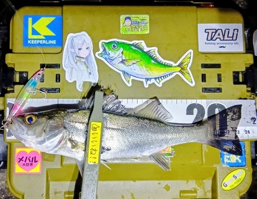 シーバスの釣果