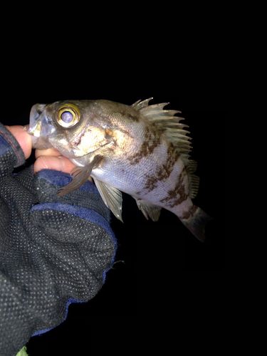 メバルの釣果