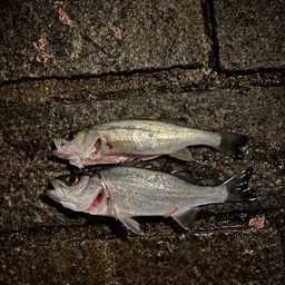 セイゴ（ヒラスズキ）