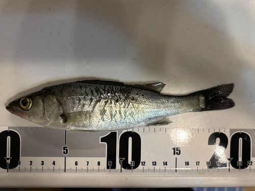 セイゴ（ヒラスズキ）の釣果