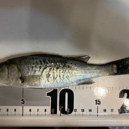 セイゴ（ヒラスズキ）