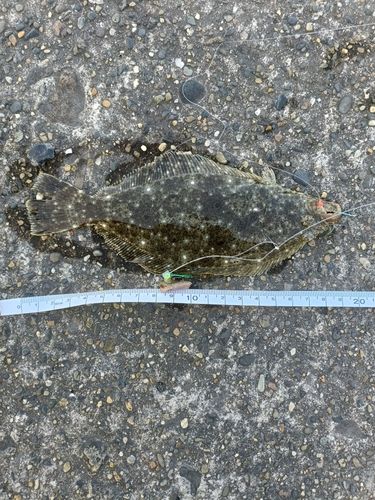 ヒラメの釣果