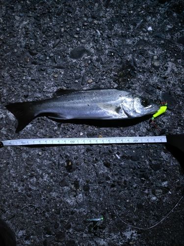 セイゴ（マルスズキ）の釣果