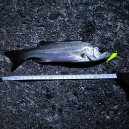 セイゴ（マルスズキ）