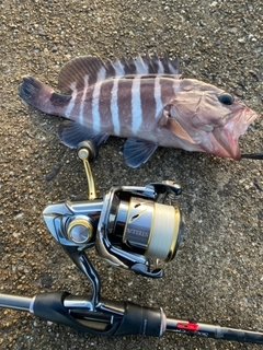 マハタモドキの釣果