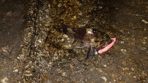 常滑りんくう釣り護岸