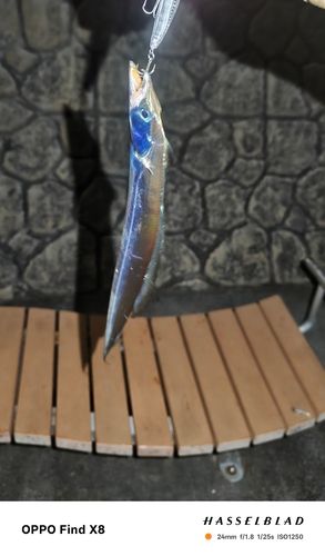 タチウオの釣果