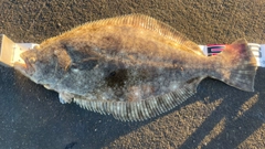 ヒラメの釣果