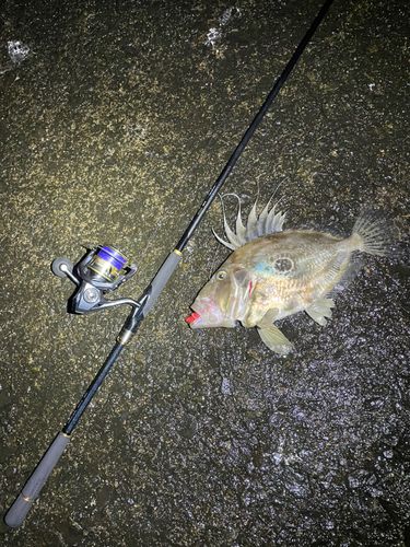 マトウダイの釣果