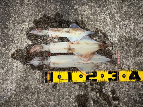 ヤリイカの釣果