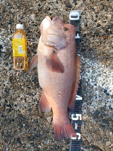 カンダイの釣果