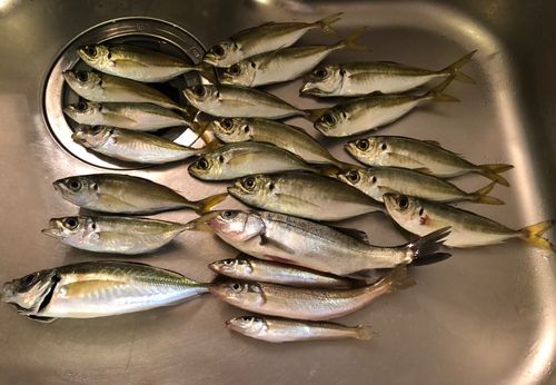 大黒海づり施設