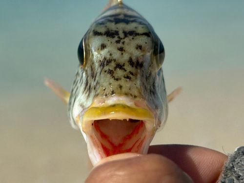 ムネアカクチビの釣果
