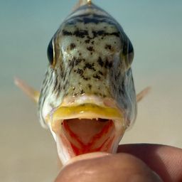 ムネアカクチビ