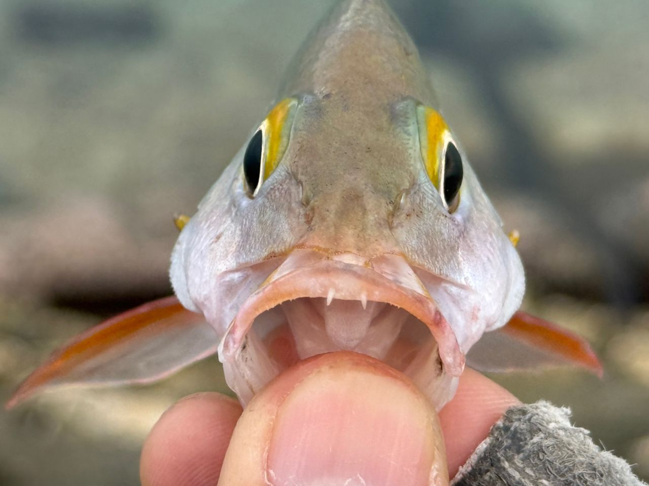 DAIWA 13ハートランド AGS 772MFS-SV AGS17の最安値・インプレ・釣果