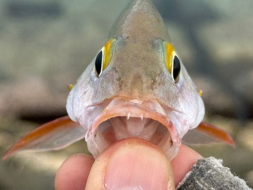 ヒメフエダイの釣果
