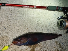 ドンコの釣果