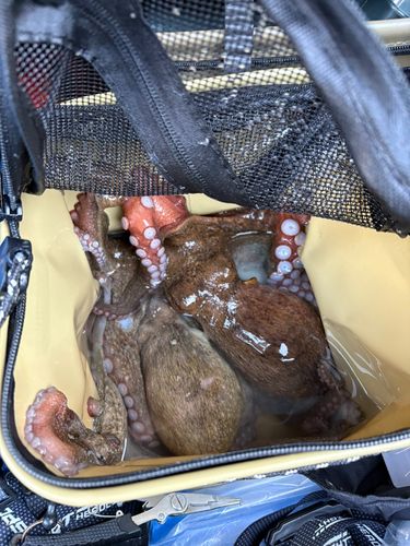 タコの釣果