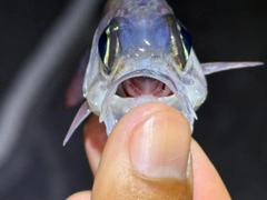 ホソスジナミダテンジクダイの釣果