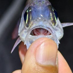 ホソスジナミダテンジクダイ