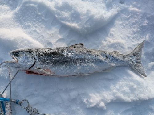 サクラマスの釣果